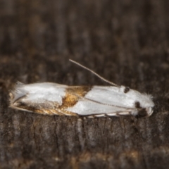 Tineidae (family) (Clothes moths (Tineidae)) at Melba, ACT - 15 Jan 2022 by kasiaaus