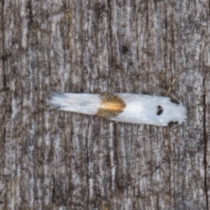 Tineidae (family) at Melba, ACT - 15 Jan 2022 11:35 PM