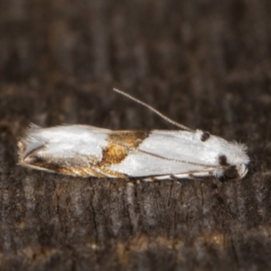 Tineidae (family) at Melba, ACT - 15 Jan 2022