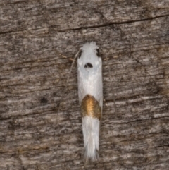 Tineidae (family) at Melba, ACT - 15 Jan 2022