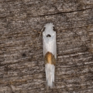 Tineidae (family) at Melba, ACT - 15 Jan 2022 11:35 PM