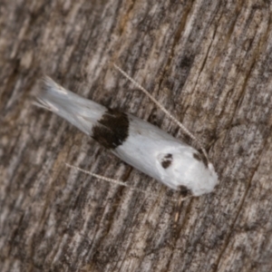 Tineidae (family) at Melba, ACT - 15 Jan 2022 11:35 PM