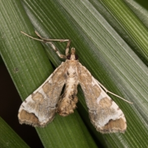 Sceliodes cordalis at Melba, ACT - 16 Jan 2022