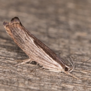 Phthonerodes peridela at Melba, ACT - 16 Jan 2022 12:53 AM