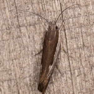 Phthonerodes peridela at Melba, ACT - 16 Jan 2022 12:53 AM