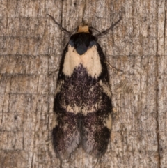 Palimmeces leucopelta (A concealer moth) at Melba, ACT - 16 Jan 2022 by kasiaaus