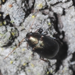 Edusella sp. (genus) (A leaf beetle) at Black Mountain - 14 Mar 2022 by Harrisi