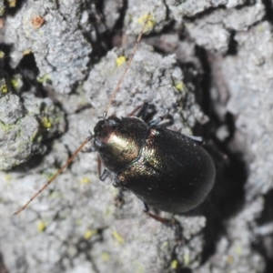 Edusella sp. (genus) at Aranda, ACT - 14 Mar 2022
