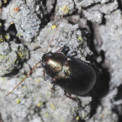 Edusella sp. (genus) (A leaf beetle) at Black Mountain - 14 Mar 2022 by Harrisi
