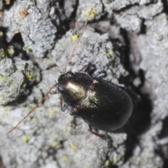 Edusella sp. (genus) (A leaf beetle) at Aranda, ACT - 14 Mar 2022 by Harrisi