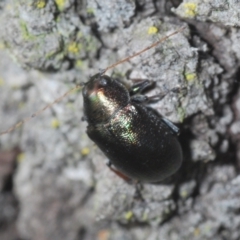 Edusella sp. (genus) at Aranda, ACT - 14 Mar 2022 05:15 PM