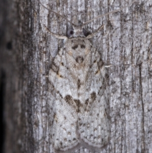 Isotenes miserana at Melba, ACT - 16 Jan 2022