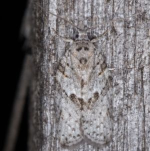 Isotenes miserana at Melba, ACT - 16 Jan 2022 09:09 PM