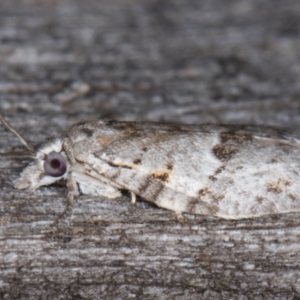 Isotenes miserana at Melba, ACT - 16 Jan 2022 09:09 PM