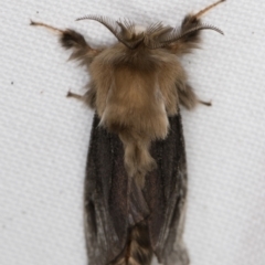 Clania ignobilis (Faggot Case Moth) at Melba, ACT - 16 Jan 2022 by kasiaaus