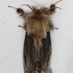 Clania ignobilis (Faggot Case Moth) at Melba, ACT - 16 Jan 2022 by kasiaaus