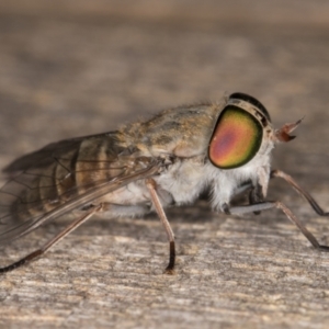 Dasybasis sp. (genus) at Melba, ACT - 16 Jan 2022