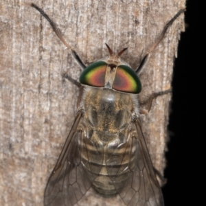 Dasybasis sp. (genus) at Melba, ACT - 16 Jan 2022