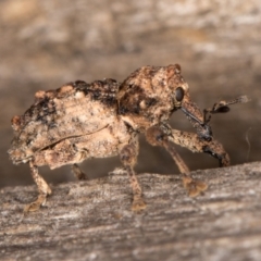 Orthorhinus klugii (Vine weevil) at Melba, ACT - 16 Jan 2022 by kasiaaus