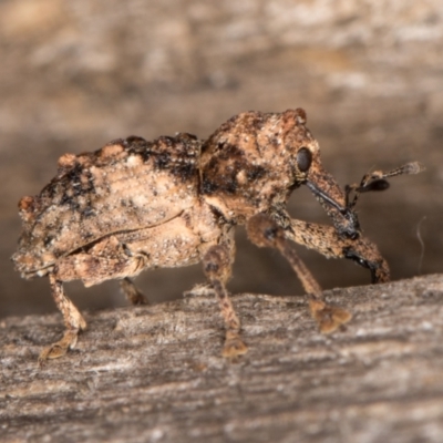 Orthorhinus klugii (Vine weevil) at Melba, ACT - 16 Jan 2022 by kasiaaus