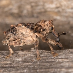 Orthorhinus klugii at Melba, ACT - 16 Jan 2022