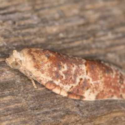 Epiphyas ashworthana (Ashworth's Tortrix) at Melba, ACT - 16 Jan 2022 by kasiaaus