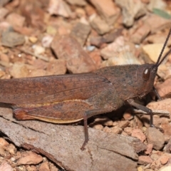 Goniaea opomaloides (Mimetic Gumleaf Grasshopper) at Mount Clear, ACT - 17 Mar 2022 by TimL