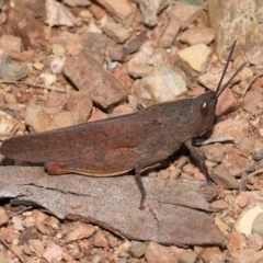 Goniaea opomaloides at Mount Clear, ACT - 17 Mar 2022 11:54 AM