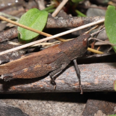 Goniaea opomaloides (Mimetic Gumleaf Grasshopper) at Namadgi National Park - 17 Mar 2022 by TimL