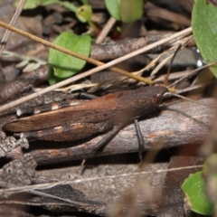 Goniaea opomaloides at Mount Clear, ACT - 17 Mar 2022