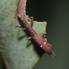 Rhadinosomus lacordairei (Thin Strawberry Weevil) at Namadgi National Park - 17 Mar 2022 by TimL