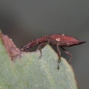 Rhadinosomus lacordairei at Mount Clear, ACT - 17 Mar 2022 12:06 PM