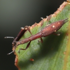 Rhadinosomus lacordairei at Mount Clear, ACT - 17 Mar 2022 12:06 PM