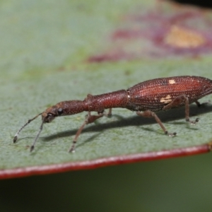 Rhadinosomus lacordairei at Mount Clear, ACT - 17 Mar 2022