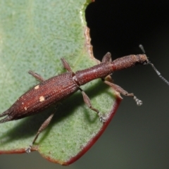 Rhadinosomus lacordairei at Mount Clear, ACT - 17 Mar 2022