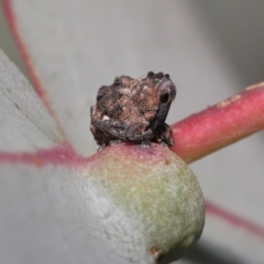 Haplonyx (genus) (Unidentified Haplonyx weevil) at Mount Clear, ACT - 17 Mar 2022 by TimL