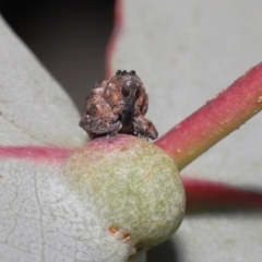 Haplonyx sp. (genus) at Mount Clear, ACT - 17 Mar 2022