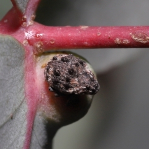 Haplonyx sp. (genus) at Mount Clear, ACT - 17 Mar 2022