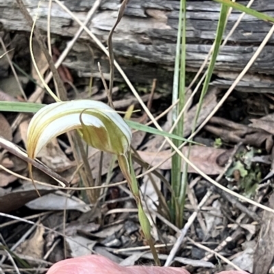 Diplodium ampliatum (Large Autumn Greenhood) at Bruce Ridge to Gossan Hill - 10 Mar 2022 by Wendyp5