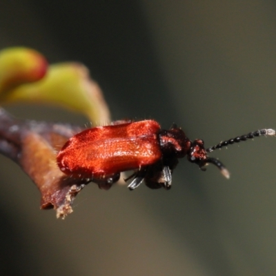 Lemodes coccinea (Scarlet ant beetle) at Namadgi National Park - 17 Mar 2022 by TimL