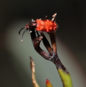 Lemodes coccinea at Mount Clear, ACT - 17 Mar 2022