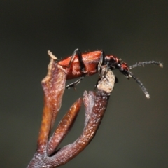 Lemodes coccinea at Mount Clear, ACT - 17 Mar 2022 12:20 PM