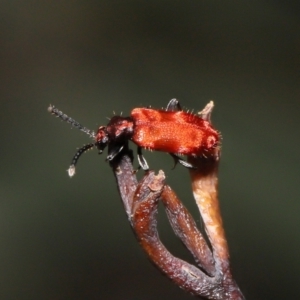 Lemodes coccinea at Mount Clear, ACT - 17 Mar 2022