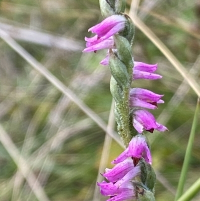Spiranthes australis (Austral Ladies Tresses) at Booth, ACT - 14 Mar 2022 by RAllen