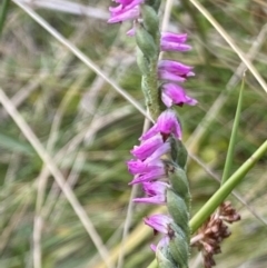 Spiranthes australis at Booth, ACT - 14 Mar 2022