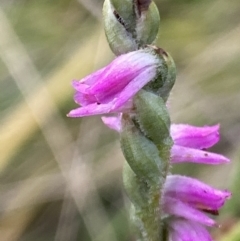 Spiranthes australis at Booth, ACT - 14 Mar 2022