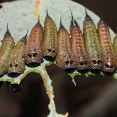 Lophyrotoma interrupta (Cattle Poisoning Sawfly) at Mount Clear, ACT - 17 Mar 2022 by TimL