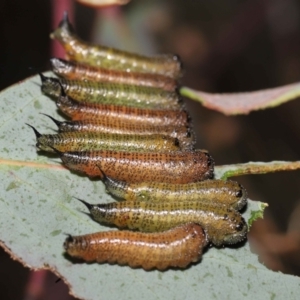 Lophyrotoma interrupta at Mount Clear, ACT - 17 Mar 2022 12:31 PM