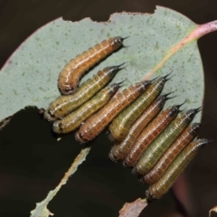 Lophyrotoma interrupta at Mount Clear, ACT - 17 Mar 2022