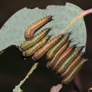 Lophyrotoma interrupta at Mount Clear, ACT - 17 Mar 2022 12:31 PM